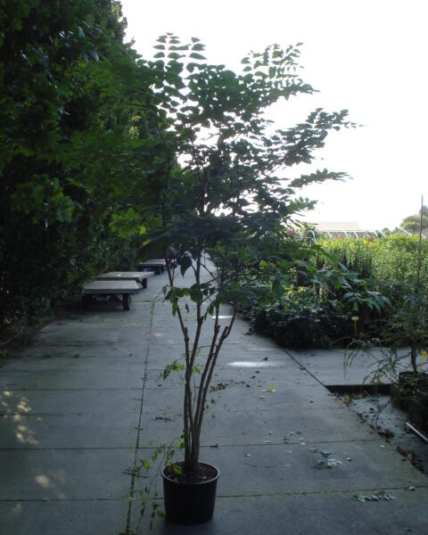 Arálie vysoká - Aralia elata