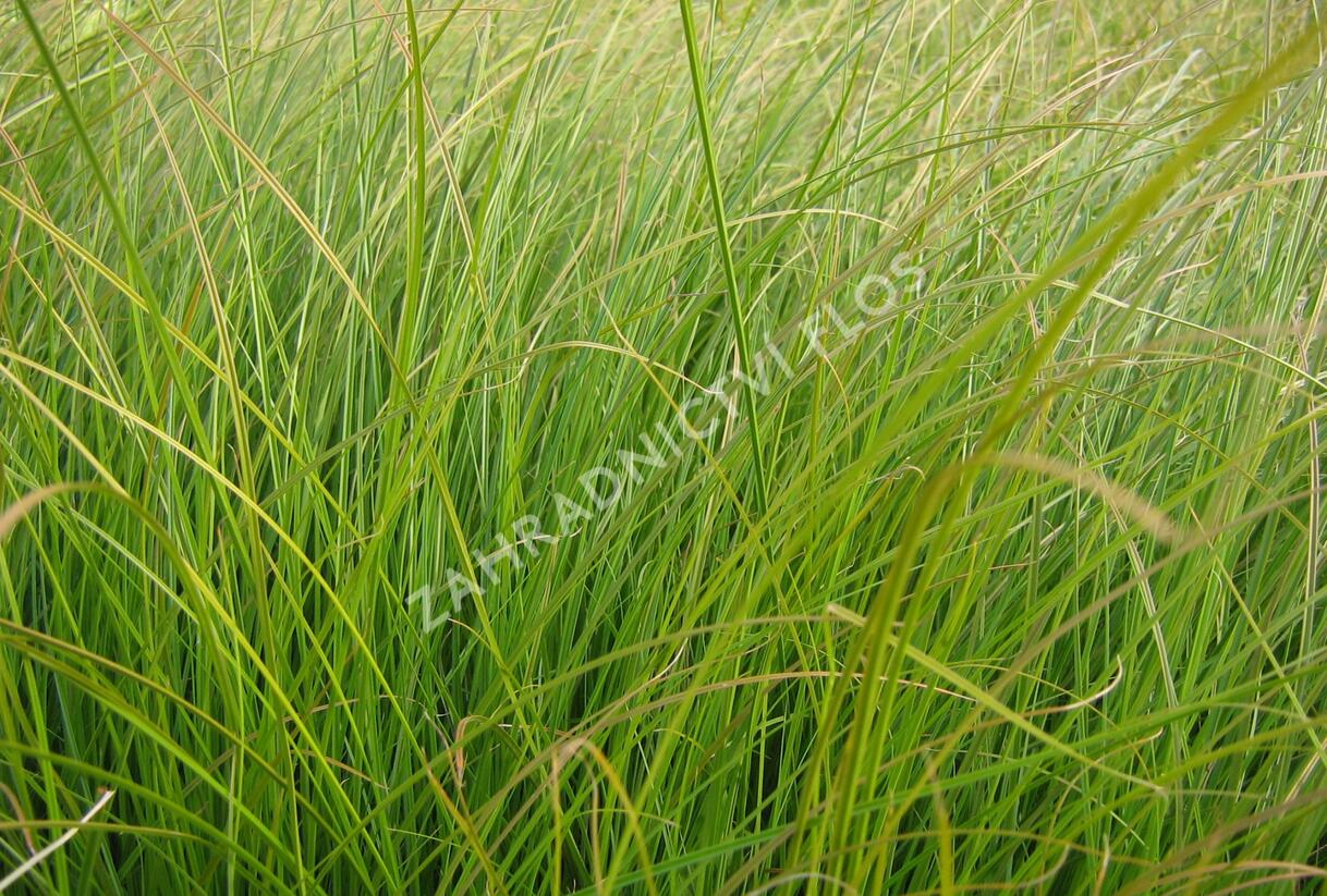 Ostřice 'Prairie Fire' - Carex testacea 'Prairie Fire'