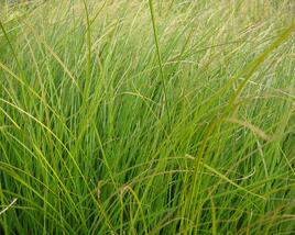 Ostřice 'Prairie Fire'