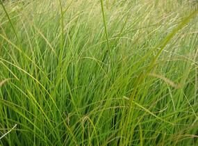 Ostřice 'Prairie Fire' - Carex testacea 'Prairie Fire'