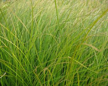 Ostřice 'Prairie Fire'