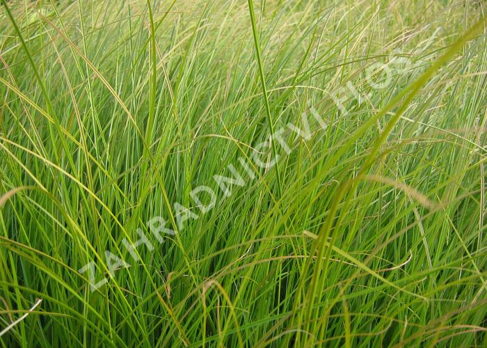 Ostřice 'Prairie Fire' - Carex testacea 'Prairie Fire'