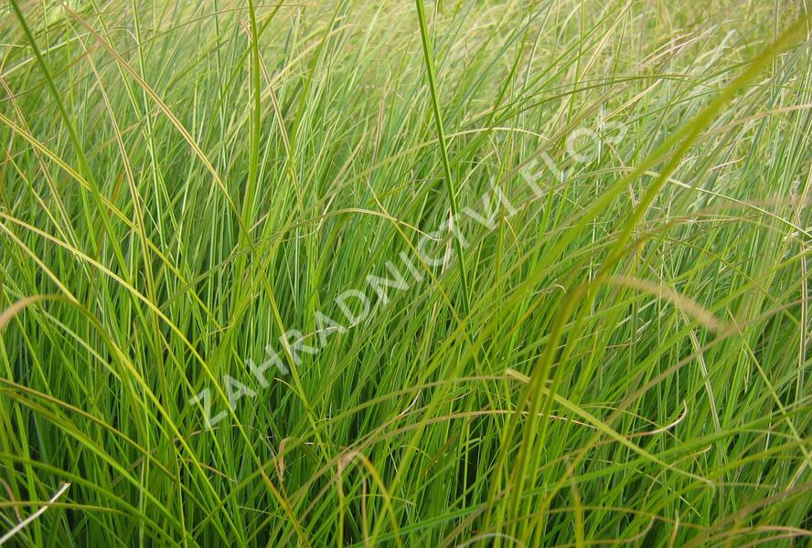 Ostřice 'Prairie Fire' - Carex testacea 'Prairie Fire'