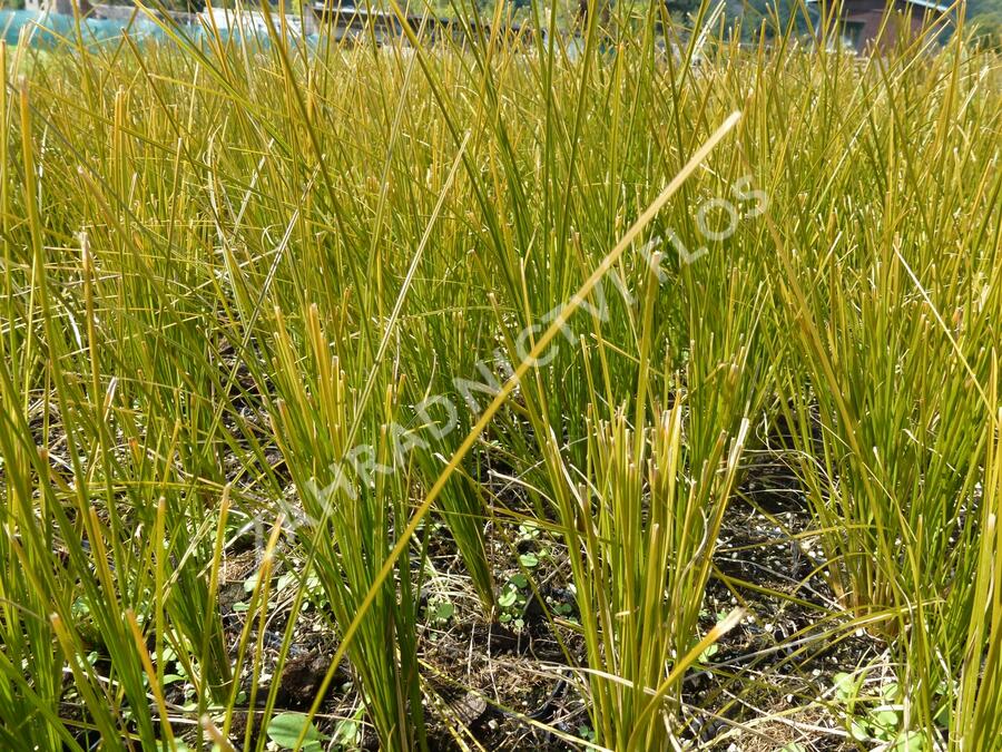 Ostřice 'Prairie Fire' - Carex testacea 'Prairie Fire'