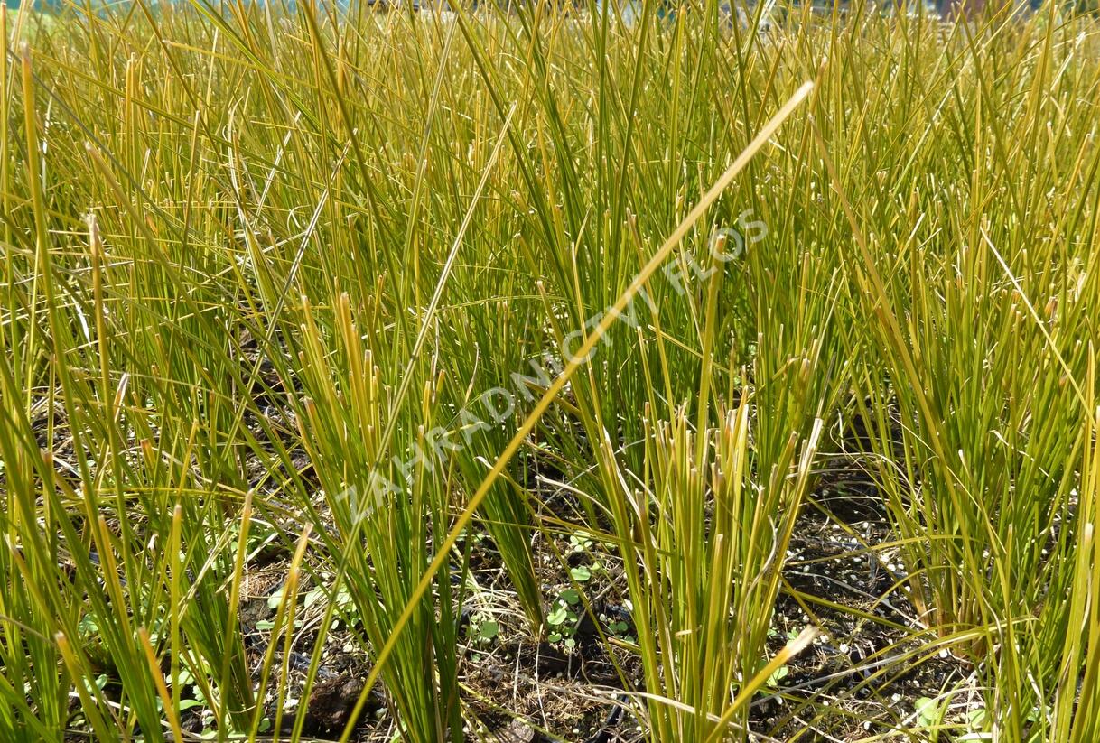 Ostřice 'Prairie Fire' - Carex testacea 'Prairie Fire'