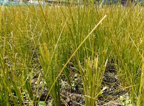 Ostřice 'Prairie Fire' - Carex testacea 'Prairie Fire'