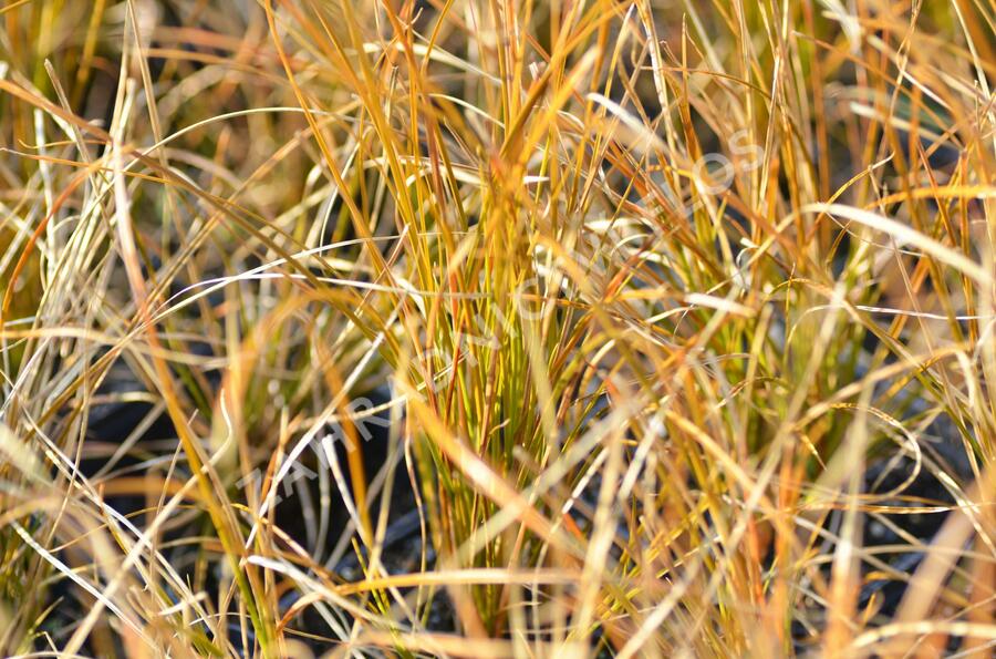 Ostřice 'Prairie Fire' - Carex testacea 'Prairie Fire'