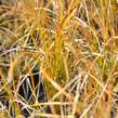 Ostřice 'Prairie Fire' - Carex testacea 'Prairie Fire'