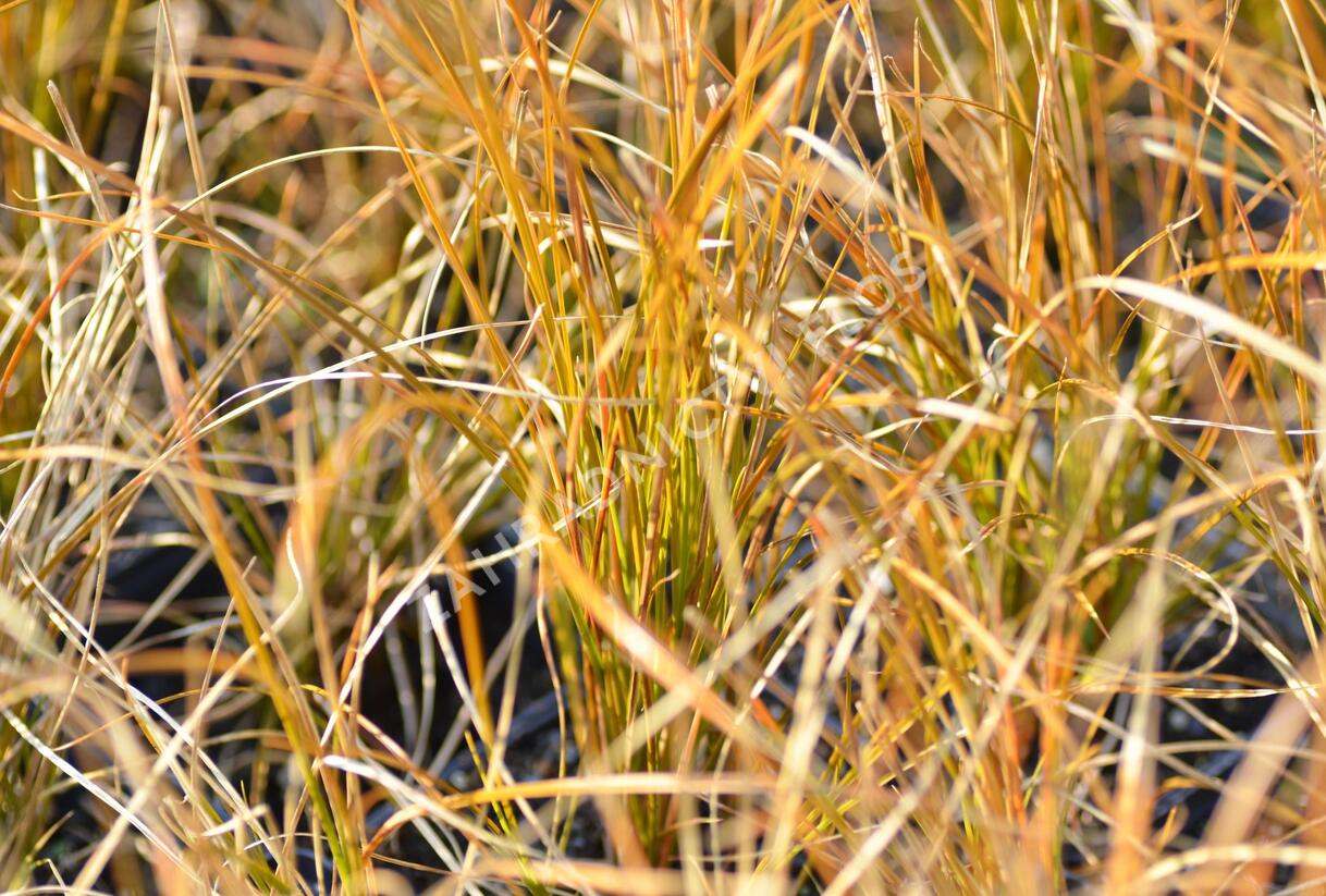 Ostřice 'Prairie Fire' - Carex testacea 'Prairie Fire'