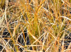 Ostřice 'Prairie Fire' - Carex testacea 'Prairie Fire'