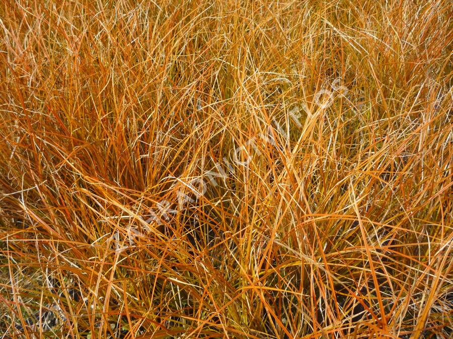 Ostřice 'Prairie Fire' - Carex testacea 'Prairie Fire'