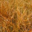 Ostřice 'Prairie Fire' - Carex testacea 'Prairie Fire'