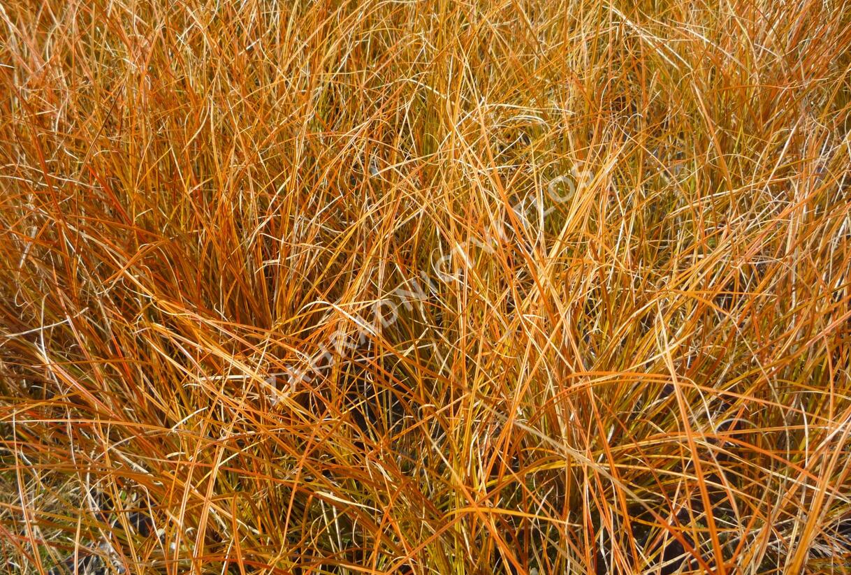 Ostřice 'Prairie Fire' - Carex testacea 'Prairie Fire'