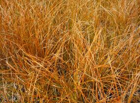 Ostřice 'Prairie Fire' - Carex testacea 'Prairie Fire'