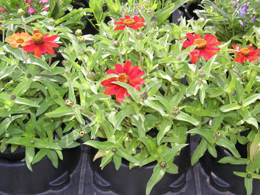 Ostálka Profusion 'Series' - Zinnia Profusion 'Series'