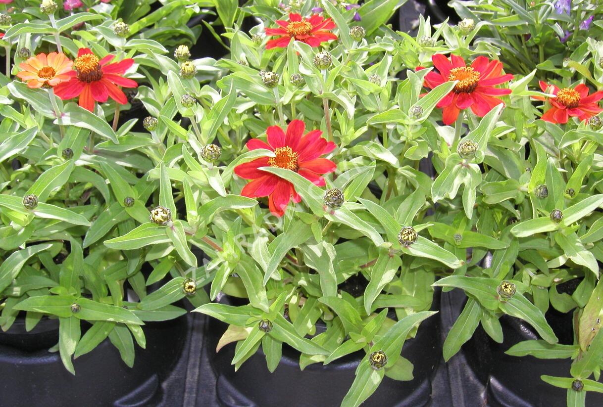 Ostálka Profusion 'Series' - Zinnia Profusion 'Series'