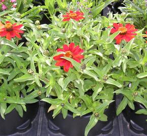 Ostálka Profusion 'Series'