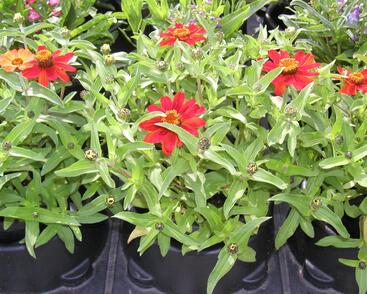 Ostálka Profusion 'Series'