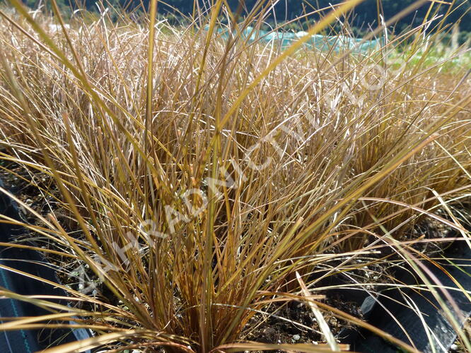 Ostřice chocholatá 'Bronze Perfection' - Carex comans 'Bronze Perfection'