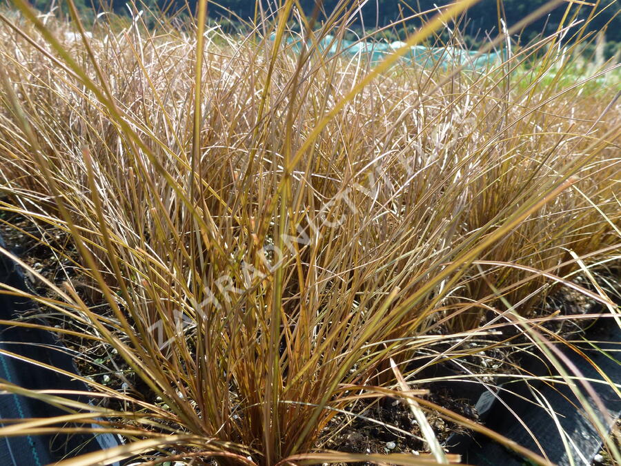 Ostřice chocholatá 'Bronze Perfection' - Carex comans 'Bronze Perfection'