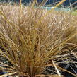 Ostřice chocholatá 'Bronze Perfection' - Carex comans 'Bronze Perfection'