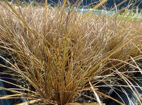 Ostřice chocholatá 'Bronze Perfection' - Carex comans 'Bronze Perfection'