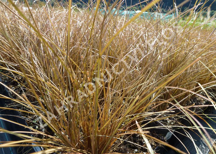 Ostřice chocholatá 'Bronce Perfection' - Carex comans 'Bronce Perfection'