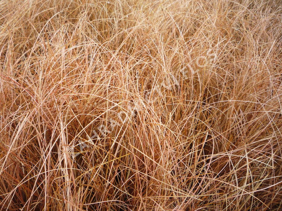 Ostřice chocholatá 'Bronze Perfection' - Carex comans 'Bronze Perfection'
