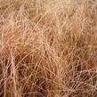 Ostřice chocholatá 'Bronze Perfection' - Carex comans 'Bronze Perfection'