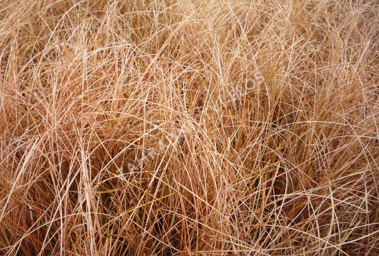 Ostřice chocholatá 'Bronze Perfection' - Carex comans 'Bronze Perfection'