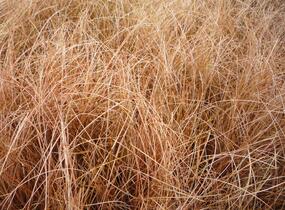 Ostřice chocholatá 'Bronze Perfection' - Carex comans 'Bronze Perfection'