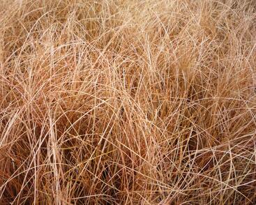 Ostřice chocholatá 'Bronze Perfection'