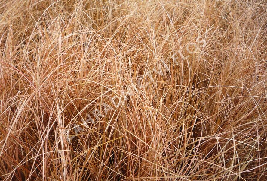 Ostřice chocholatá 'Bronze Perfection' - Carex comans 'Bronze Perfection'
