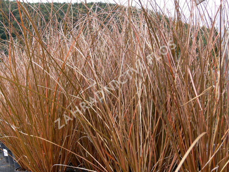 Ostřice chocholatá 'Bronze Form' - Carex comans 'Bronze Form'