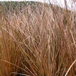 Ostřice chocholatá 'Bronze Form' - Carex comans 'Bronze Form'