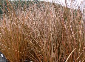 Ostřice chocholatá 'Bronze Form' - Carex comans 'Bronze Form'