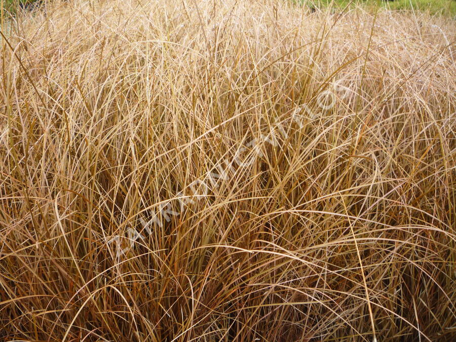 Ostřice chocholatá 'Bronze Form' - Carex comans 'Bronze Form'