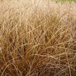 Ostřice chocholatá 'Bronze Form' - Carex comans 'Bronze Form'