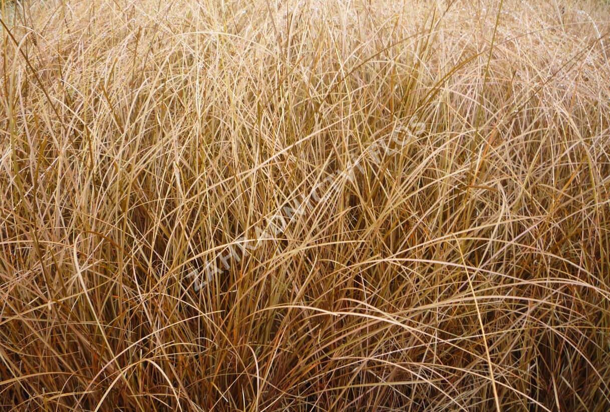 Ostřice chocholatá 'Bronze Form' - Carex comans 'Bronze Form'
