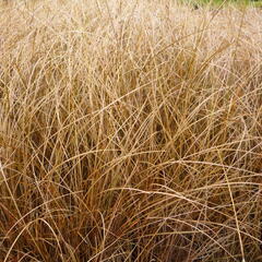Ostřice chocholatá 'Bronze Form' - Carex comans 'Bronze Form'