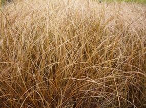 Ostřice chocholatá 'Bronze Form' - Carex comans 'Bronze Form'