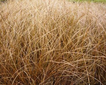 Ostřice chocholatá 'Bronze Form'