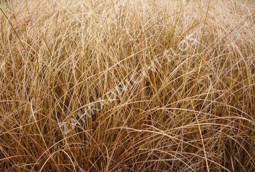Ostřice chocholatá 'Bronze Form' - Carex comans 'Bronze Form'