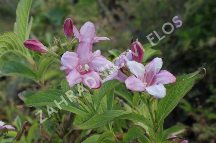 Vajgélie květnatá 'Rosea' - Weigela florida 'Rosea'