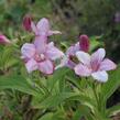 Vajgélie květnatá 'Rosea' - Weigela florida 'Rosea'