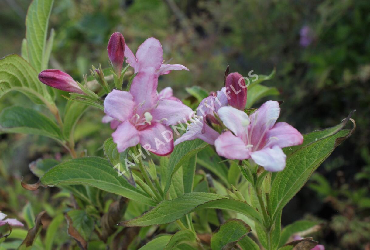 Vajgélie květnatá 'Rosea' - Weigela florida 'Rosea'