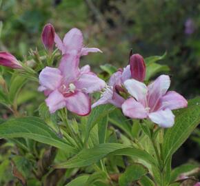 Vajgélie květnatá 'Rosea' - Weigela florida 'Rosea'
