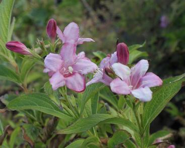 Vajgélie květnatá 'Rosea'