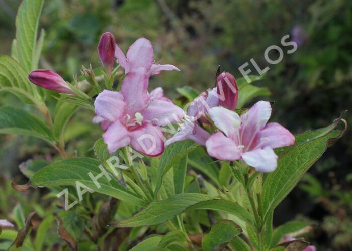 Vajgélie květnatá 'Rosea' - Weigela florida 'Rosea'