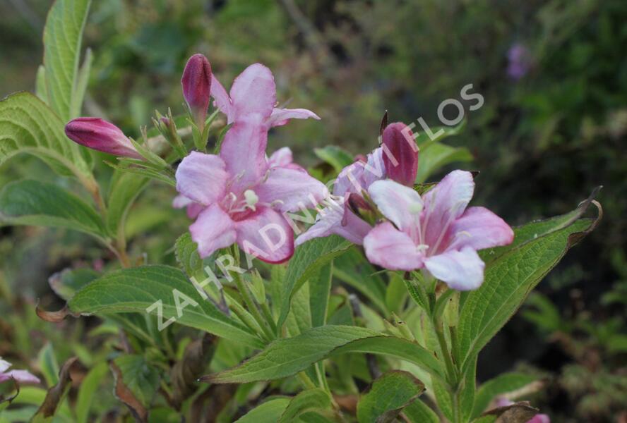 Vajgélie květnatá 'Rosea' - Weigela florida 'Rosea'